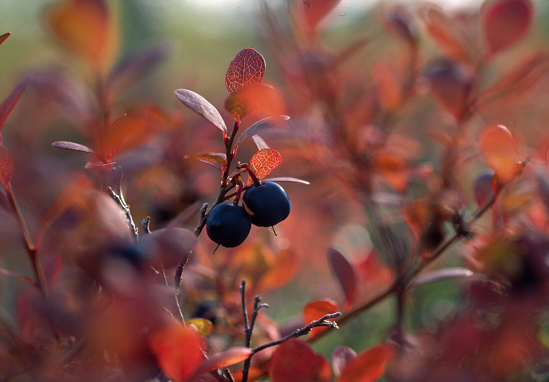 Wothe: Vaccinium uliginosum (dewberry) also trunkberry, bogberry or fogberry in autumn