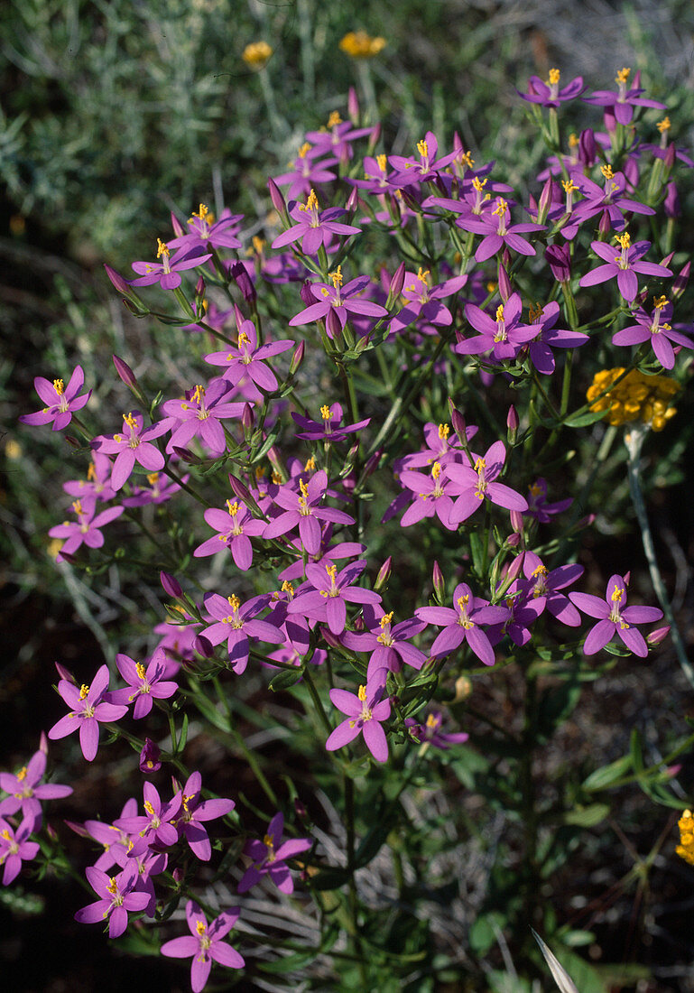 Wothe: Centaurium erythraea syn minus (true centaury)