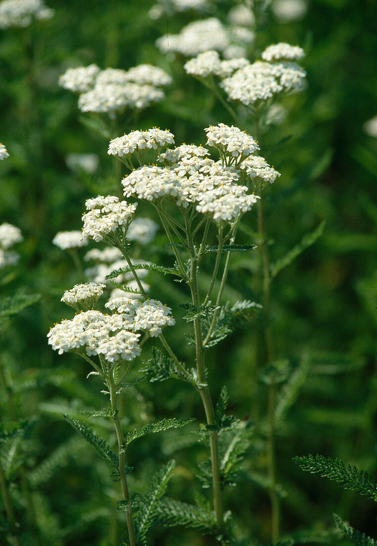 Wothe: Achillea millefolium (yarrow)