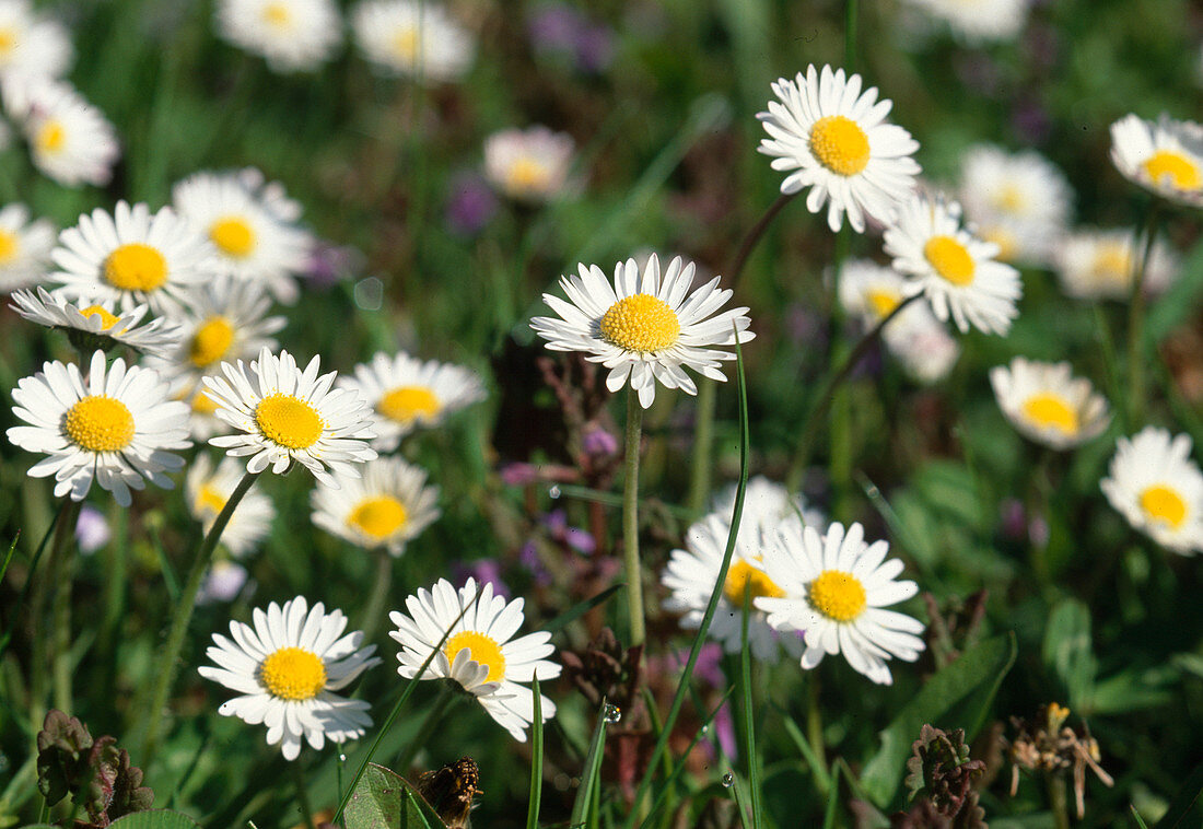 Wothe: Bellis perennis (Daisy)