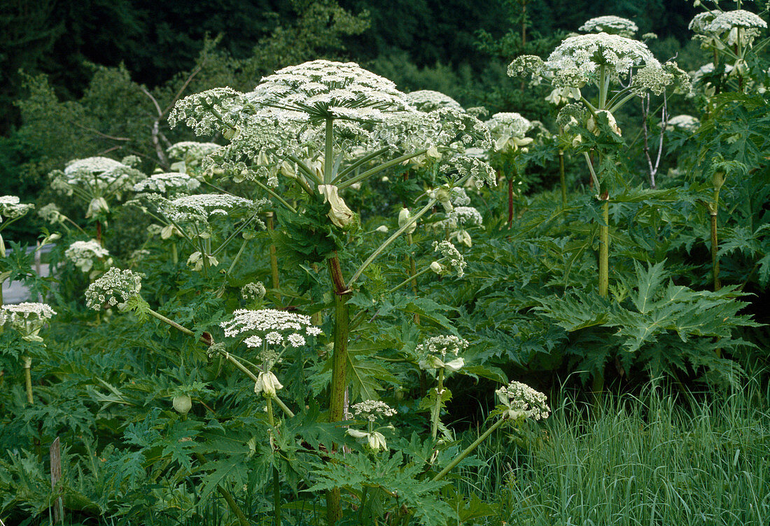 Wothe: Heracleum mantegazzianum (Giant Hogweed)