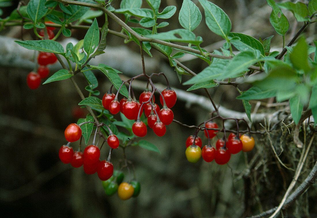 Wothe: Solanum dulcamara (bittersweet nightshade), berries