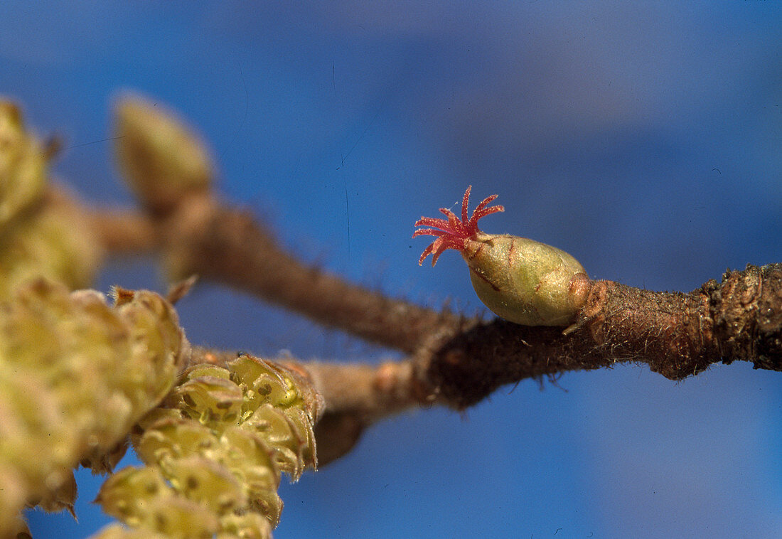 Wothe: Corylus avellana (hazelnut), female flowering