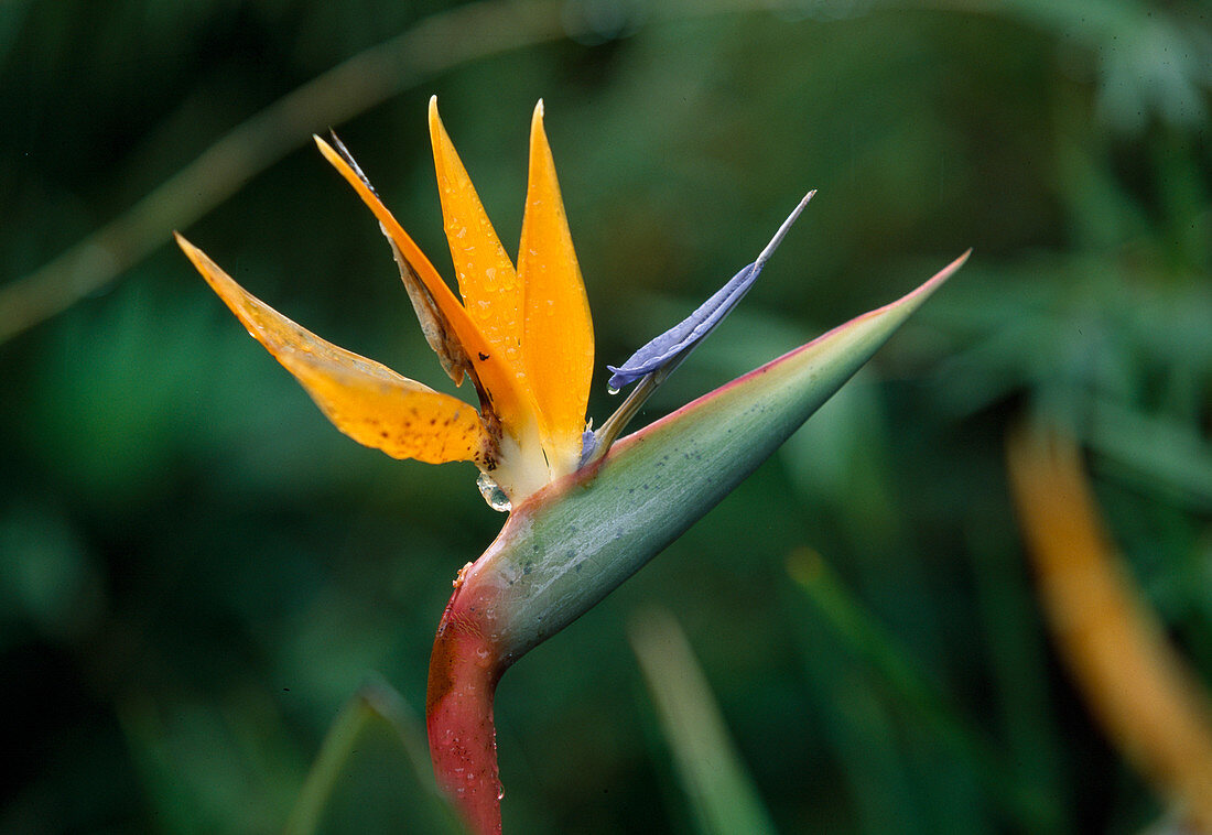 Wothe: Strelitzia reginae (Strelitzie, Paradiesvogelblume)