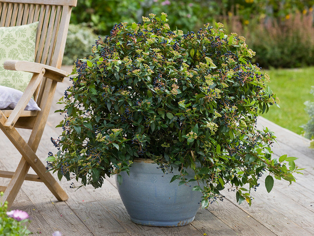 Viburnum tinus (Lorbeerschneeball, Mittelmeerschneeball)