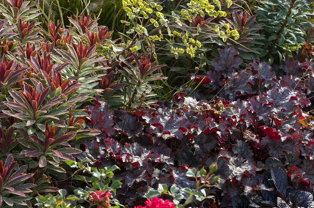 Heuchera 'Amethyst Myst' (Purpurglöckchen), Euphorbia 'Helena'