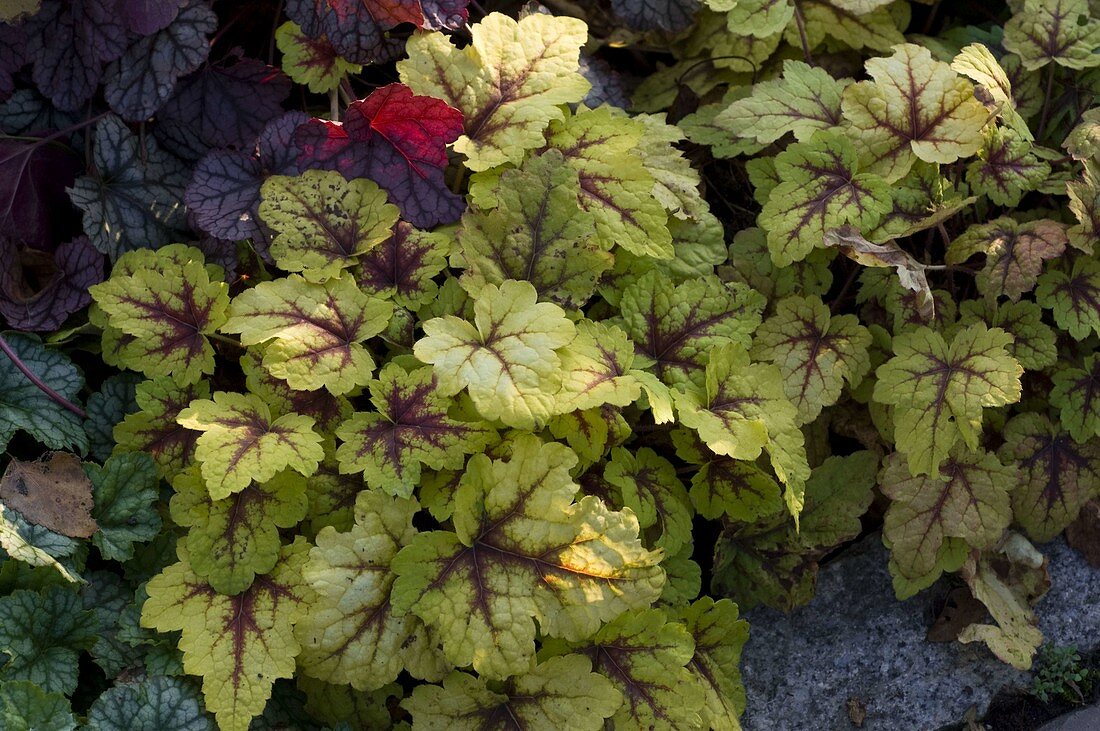 Heucherella 'Gold Strike' (bastard foam flower)