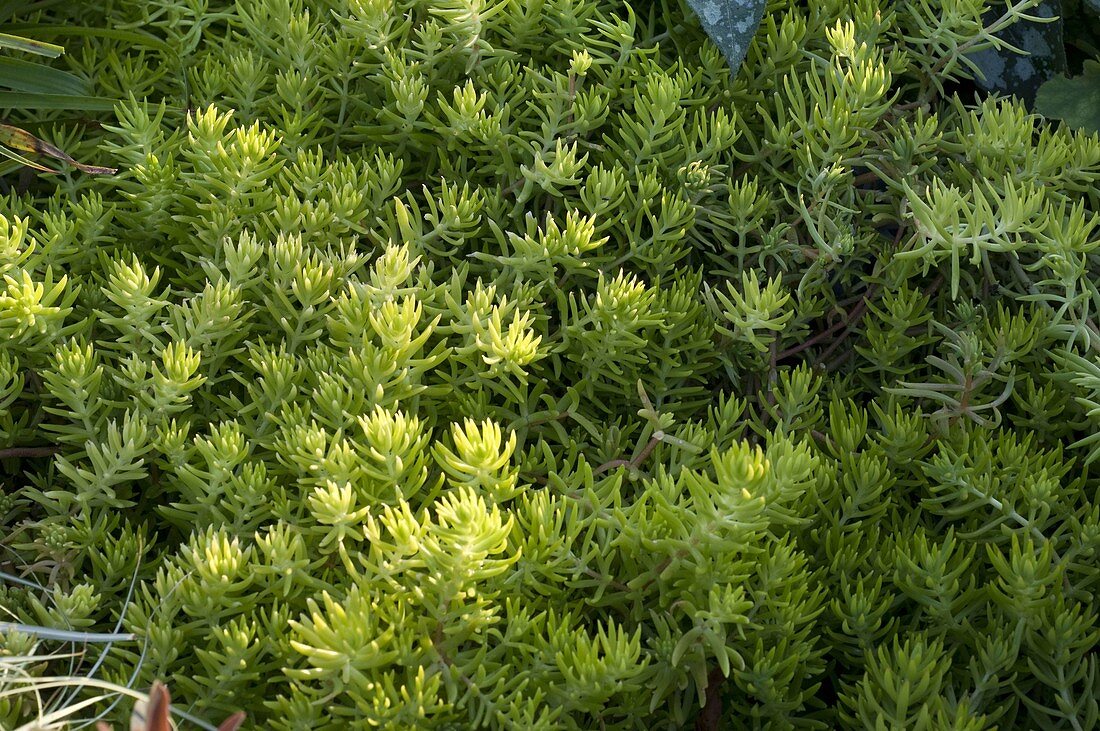 Sedum 'Lemon Ball' (Fetthenne)