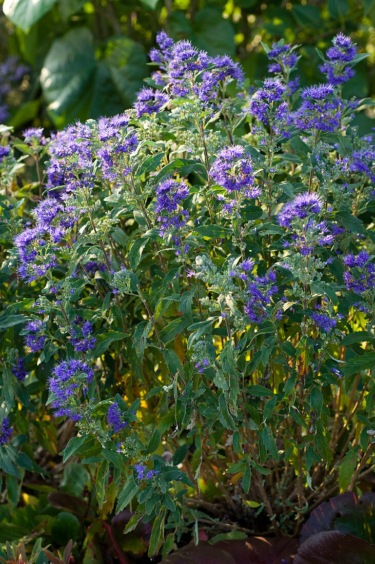 Caryopteris x clandonensis 'Heavenly Blue' (bearded flower)