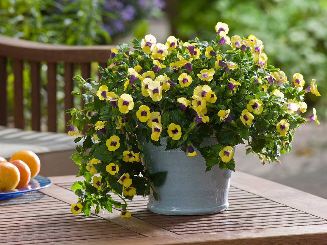 Torenia Vivia 'Sol' (Snapdragon)