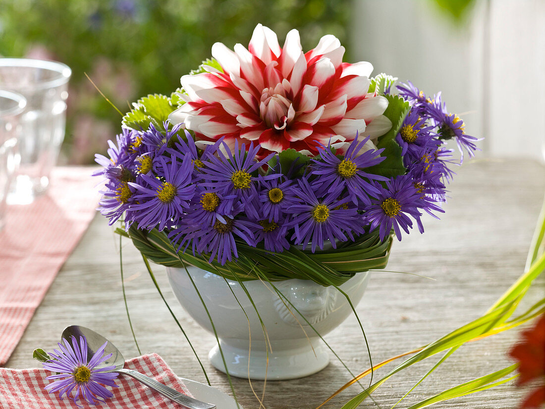 Dahlia 'Duett' (dahlia) in a cuff of Aster (autumn asters), Alchemilla