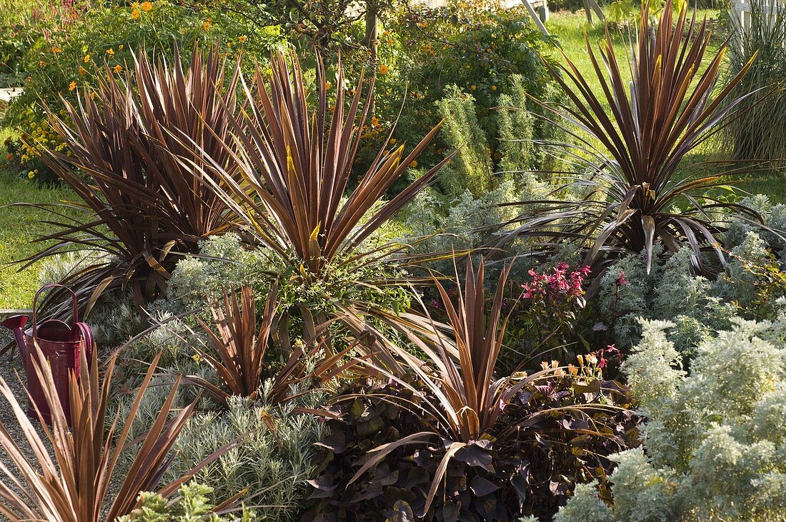 Cordyline australis 'Red Star' (Club lily), Helichrysum italicum