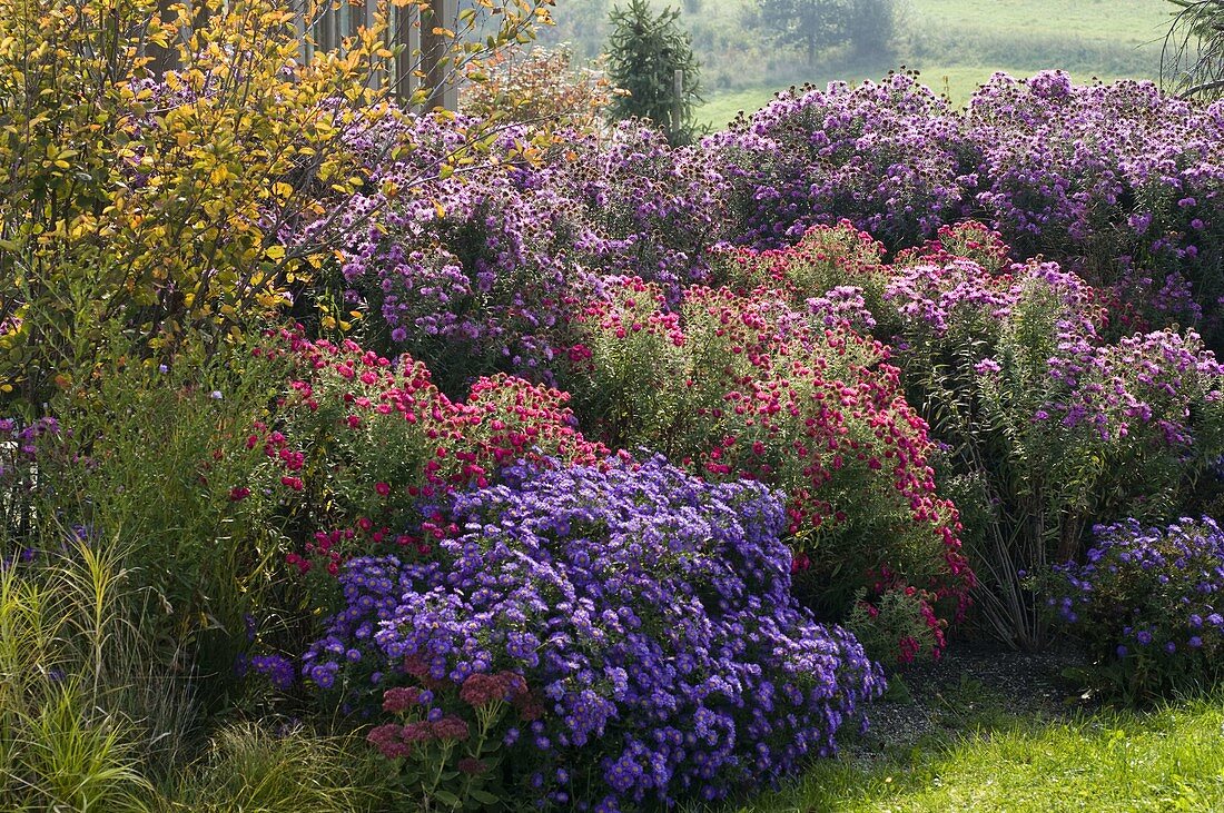 Autumn bed with asters