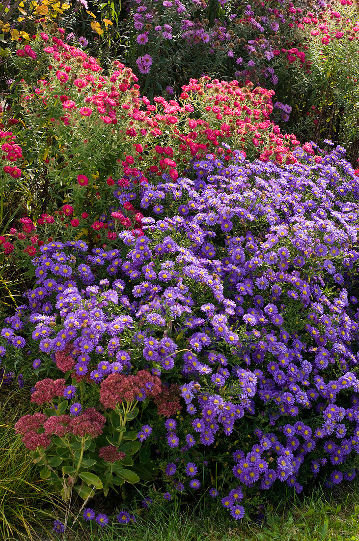 Aster 'Sapphire' 'Andenken an Alma Pötschke' (Herbstastern)