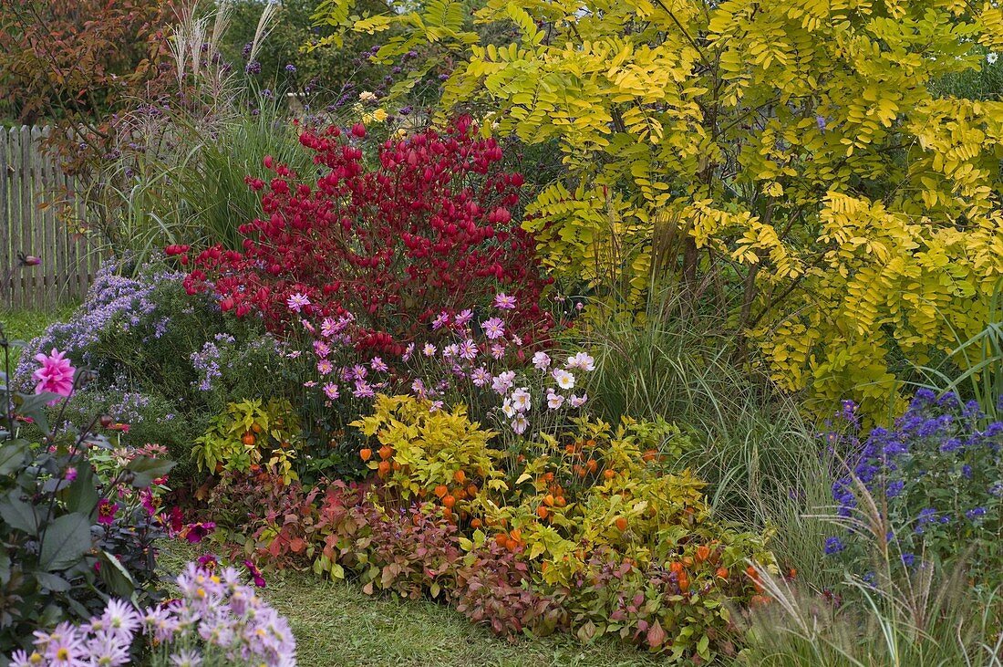 Euonymus alatus, Robinia 'Friesia'