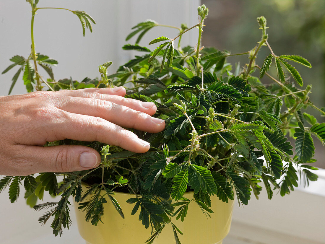 Mimosa pudica (mimosa, stir-me-not-an)