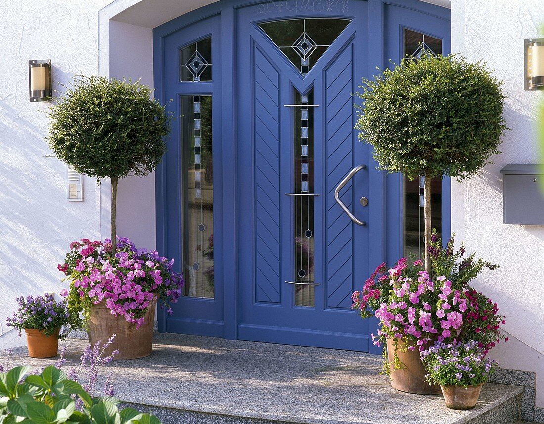 Blue house entrance with Ligustrum (privet)