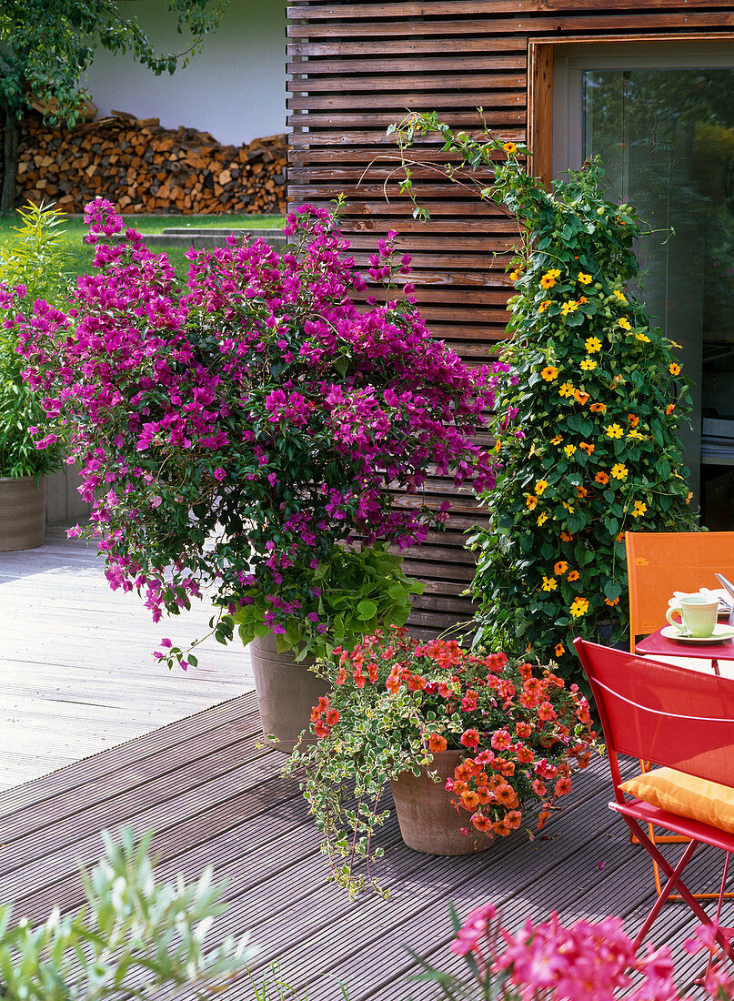 Bougainvillea, Thunbergia alata (Black-eyed Susanne)