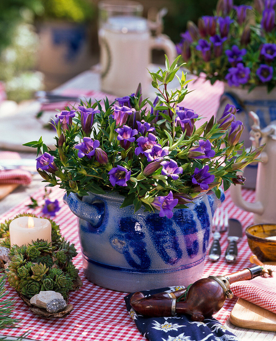 Alpine flair: Gentiana scabra (Herbstenzian) in lard pot, Sempervivum