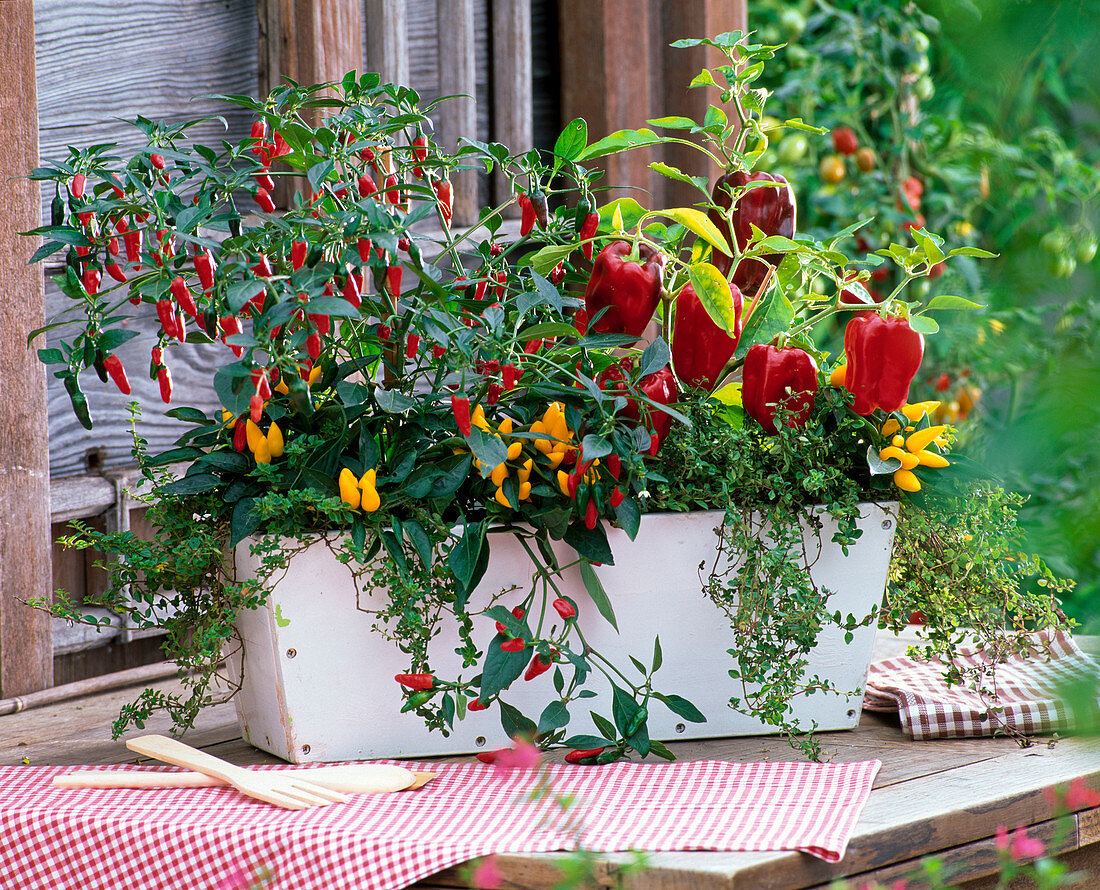 Capsicum frutescens (Chili), C. annuum (Zierpaprika)