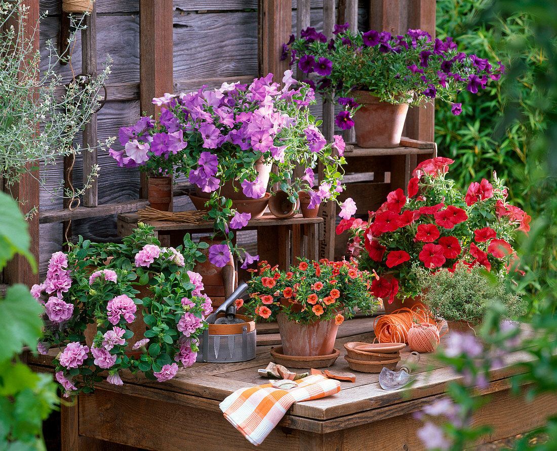 Petunia Sylvana 'Alice', Conchita 'Azur', Surfinia 'Patio Red'