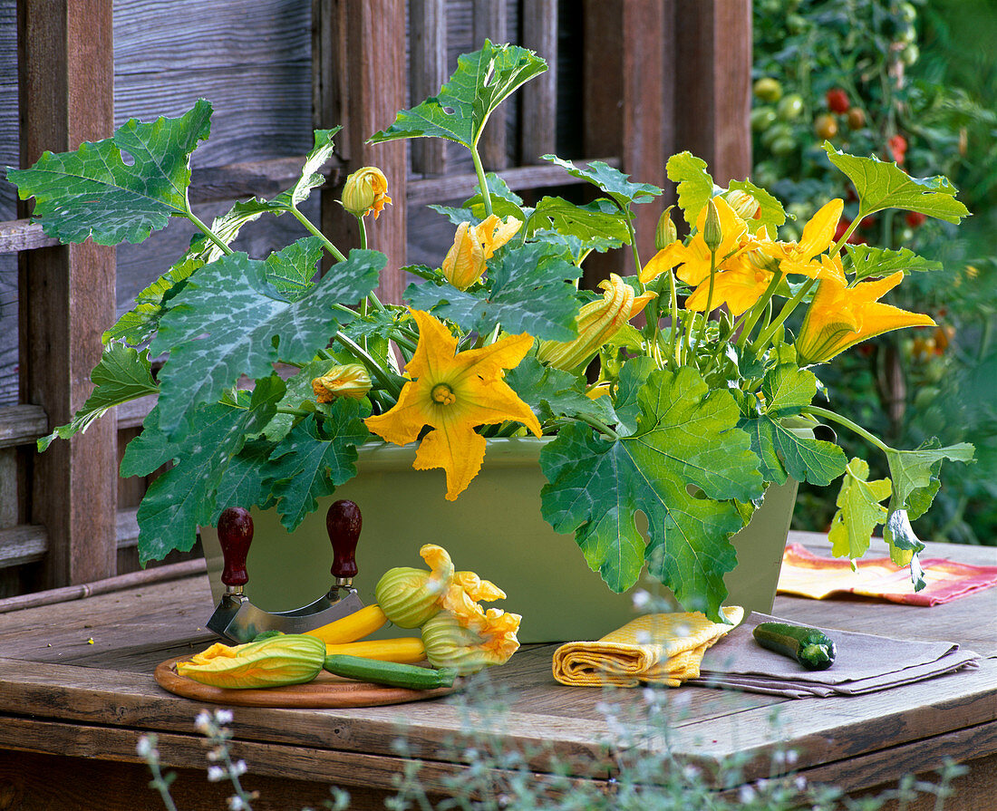 Cucurbita (Zucchini) blühend im Balkonkasten