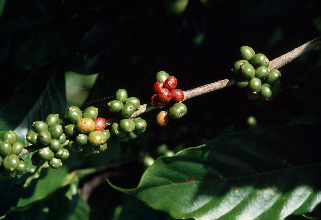 Wothe: Coffea (coffee) with fruits of varying ripeness