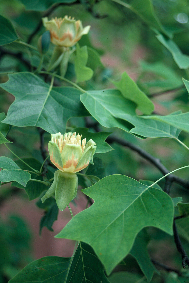 Wothe: Liriodendron tulipifera (tulip tree)