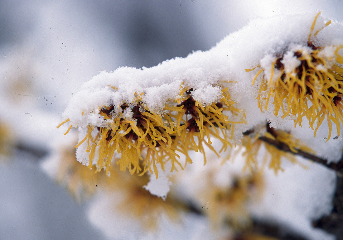 Wothe: Hamamelis mollis (Zaubernuss), Blüten mit Schnee