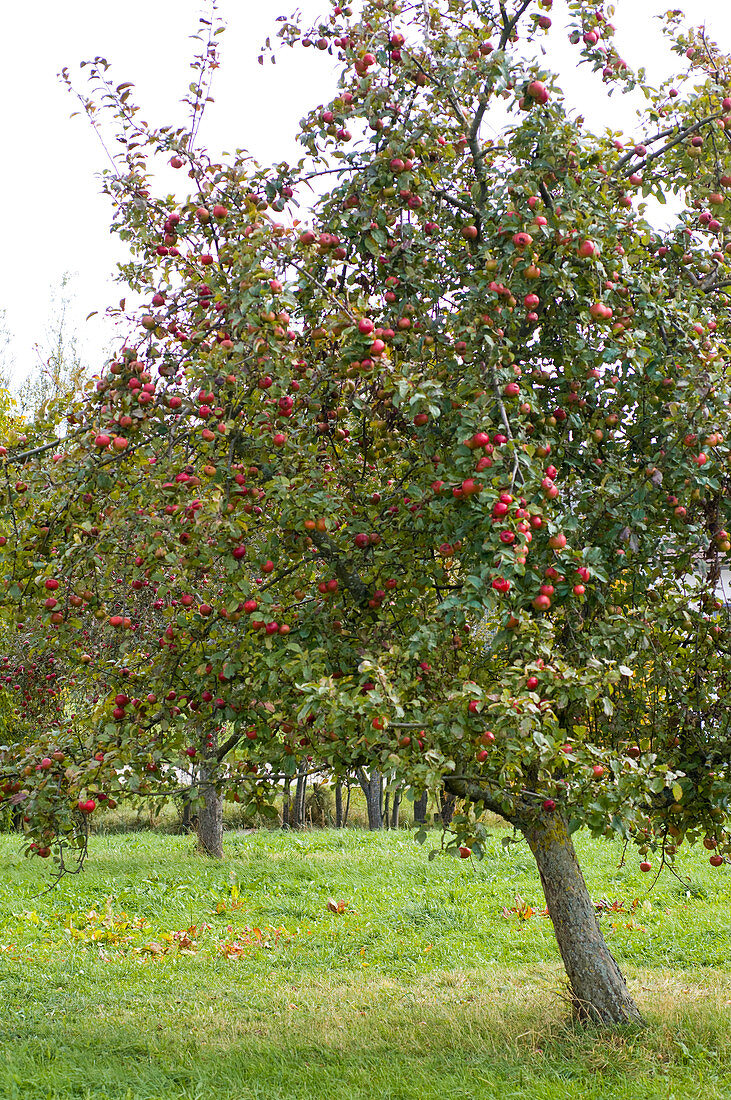 Malus (apple tree) with red apples in a meadow orchard