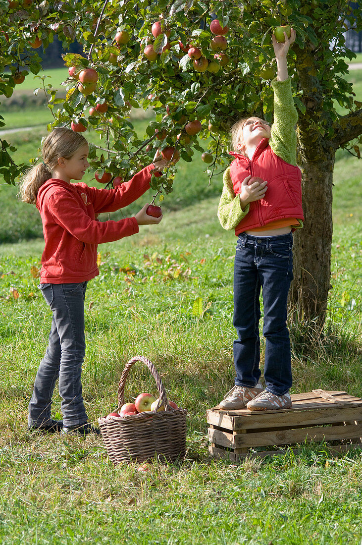 Girl picking apple on orchard