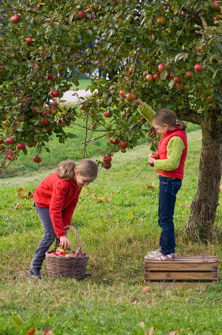 Girl picking apples in a meadow orchard