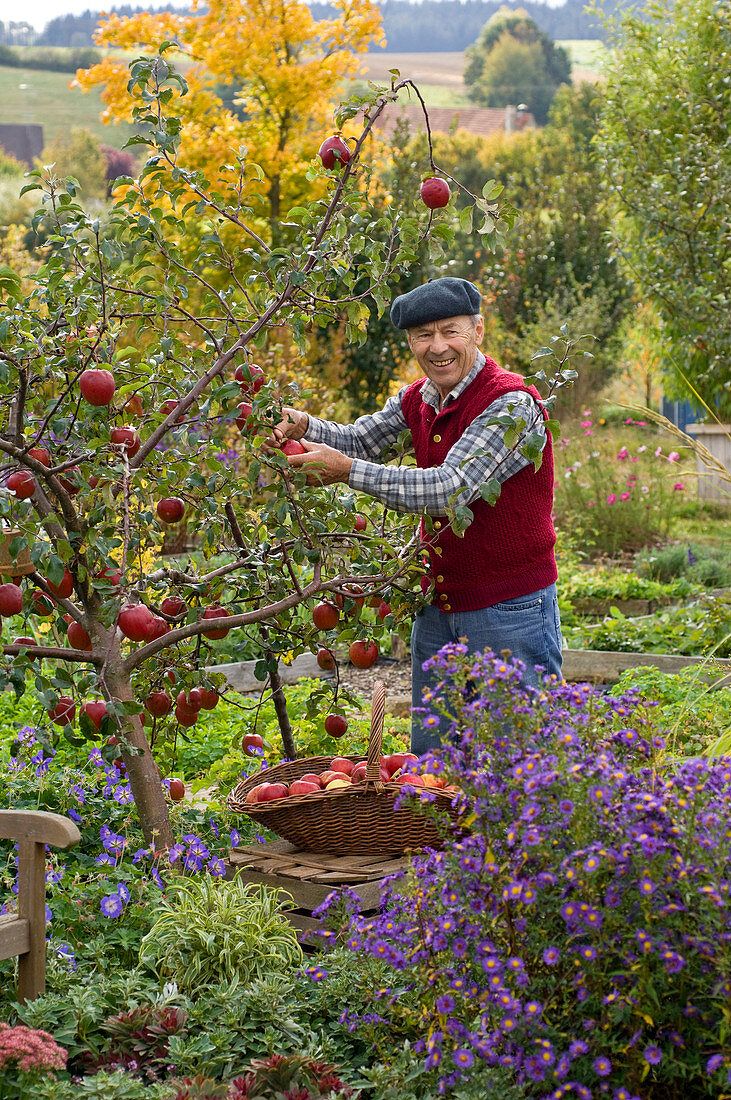 Grandfather picking apples 'Rewena'