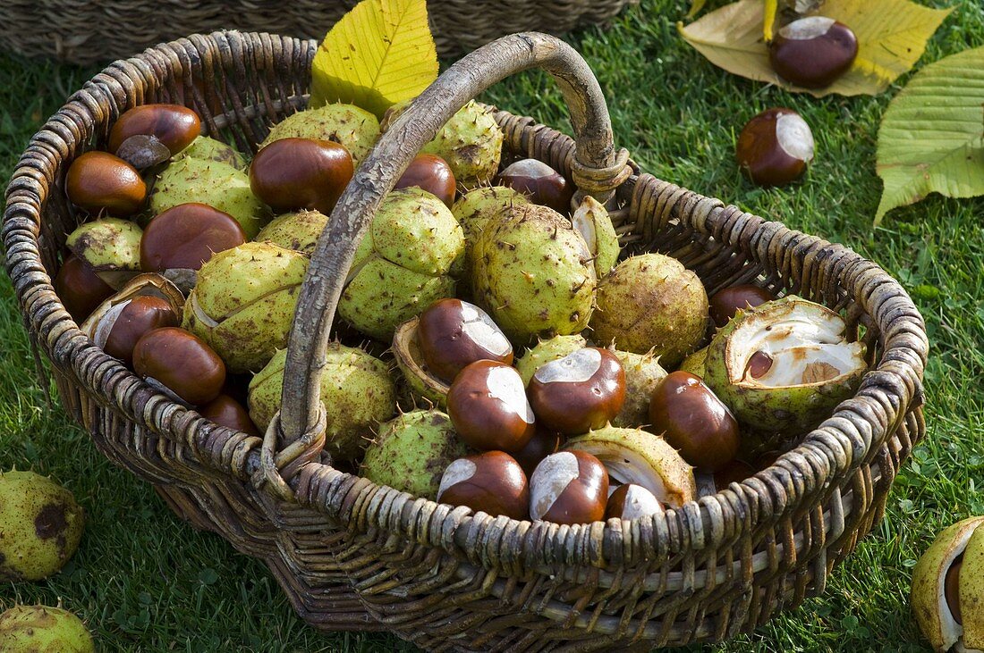 Basket with Aesculus (chestnuts) freshly picked up