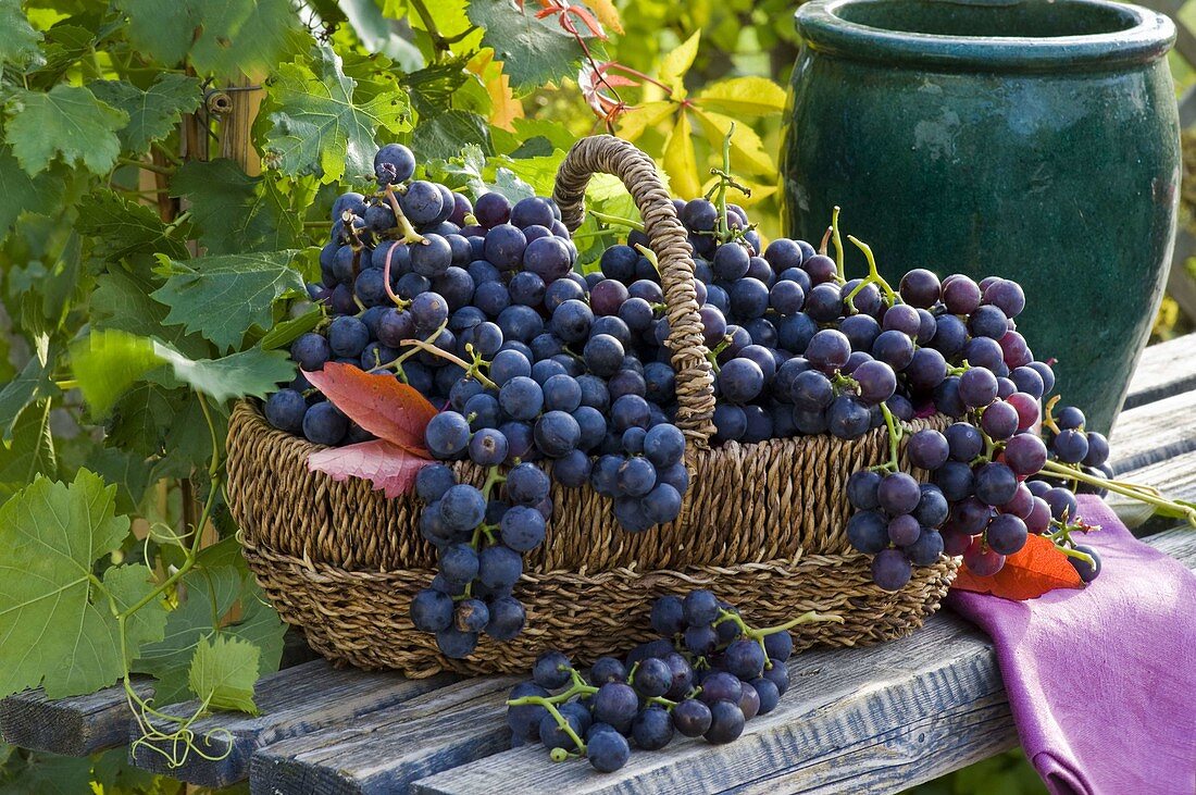 Basket with grapes