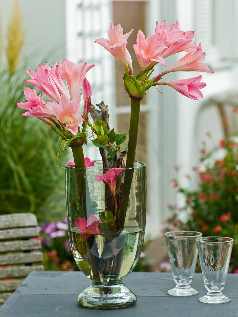 Intensely fragrant flowers of Amarcrinum (garden amaryllis)