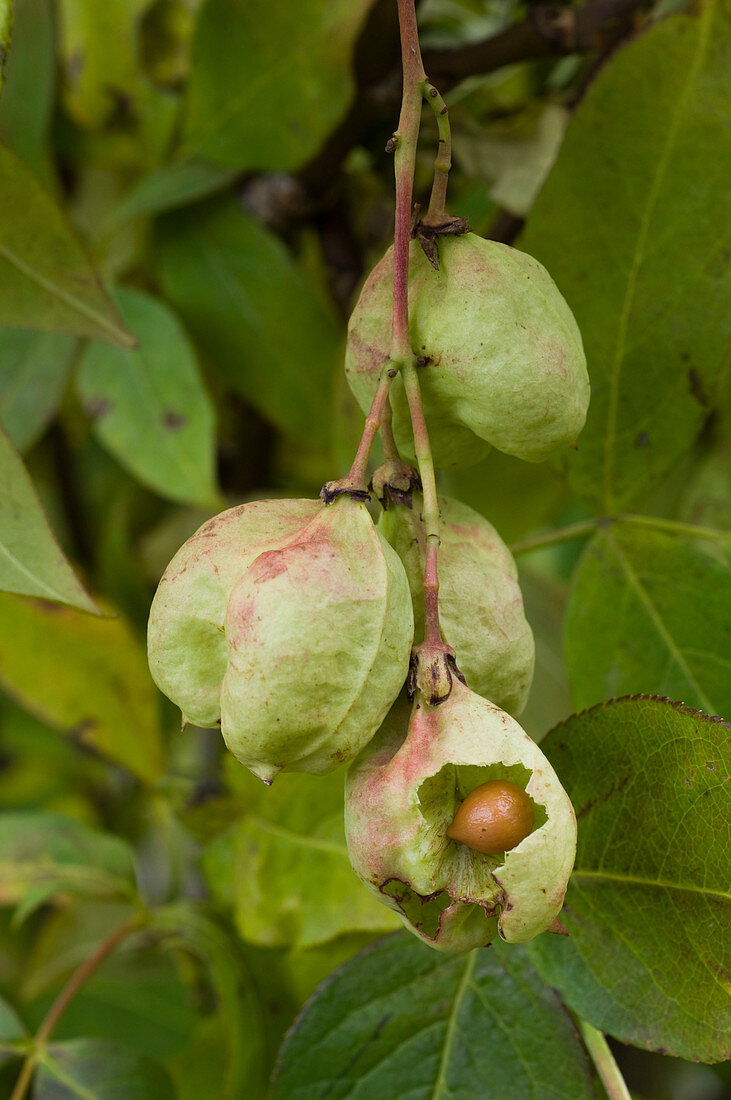 Fruits of Staphylea pinnata (Common pimpernut)