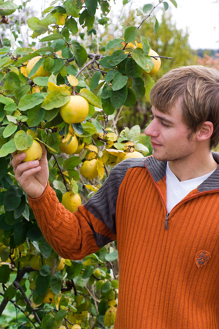 Man checking ripeness of apple quinces 'Constantinopler'