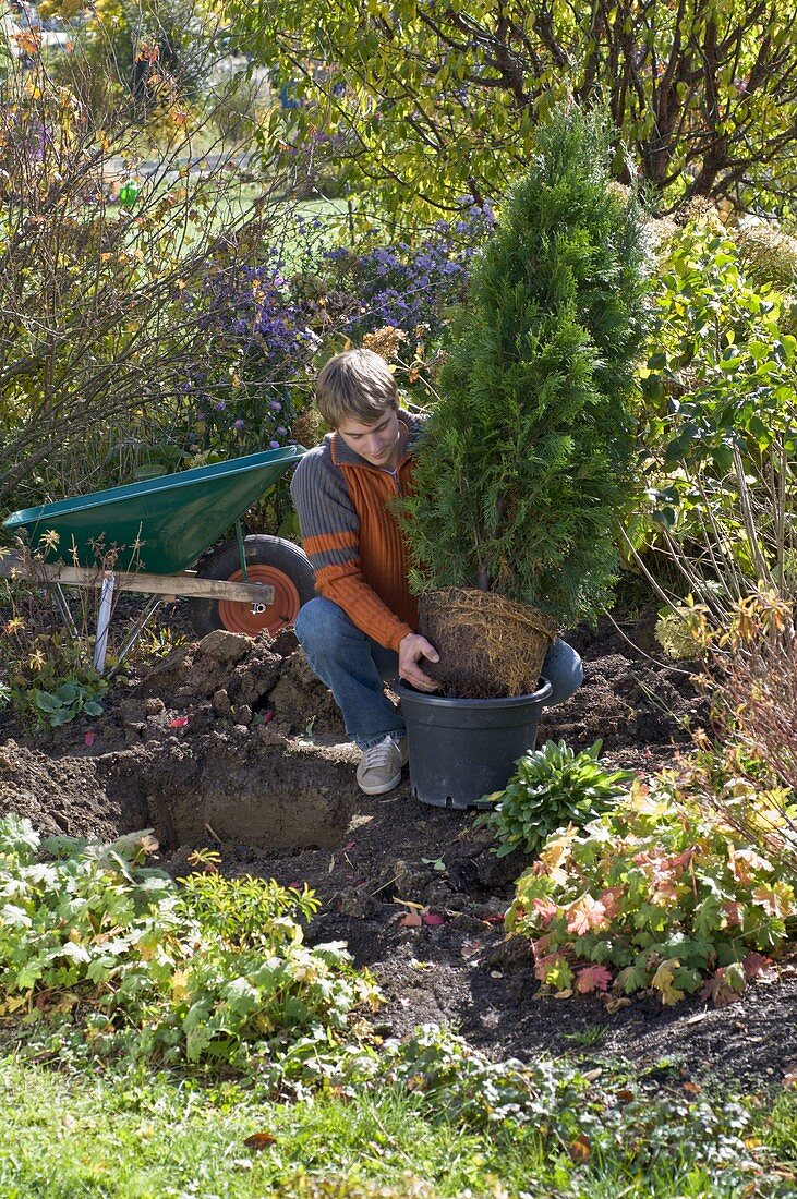 Man plants Thuja 'Emerald' (Emerald Tree of Life)