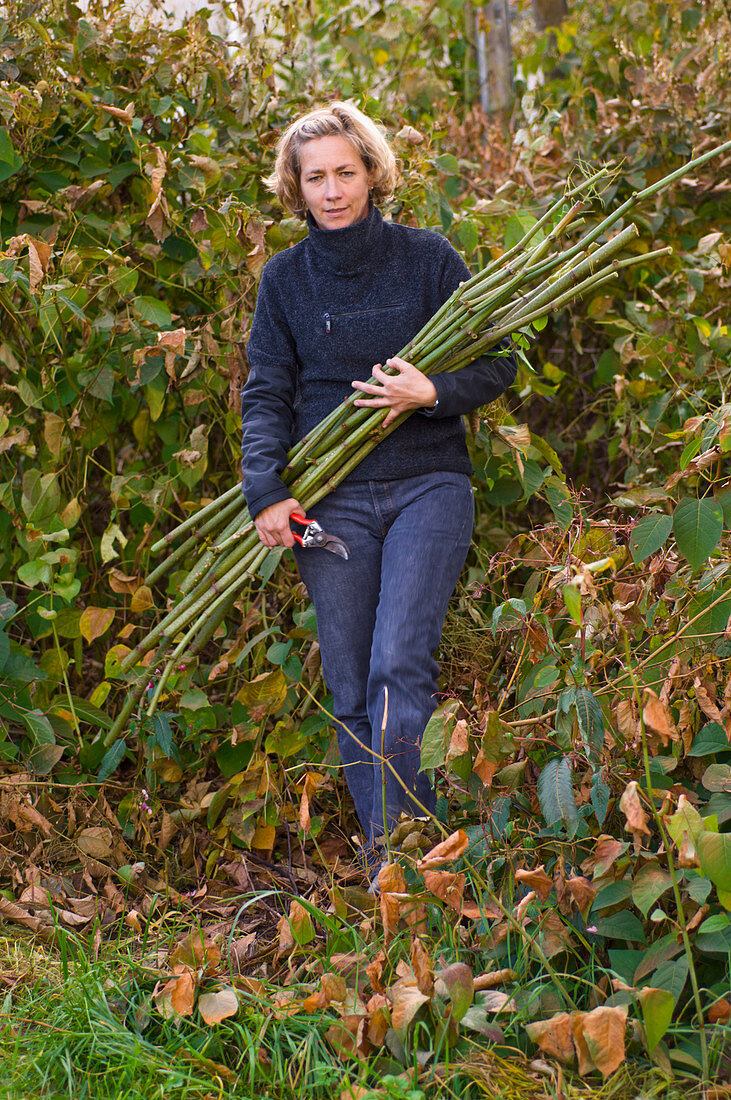 Wreath Of Knotweed - Stalks 2/9