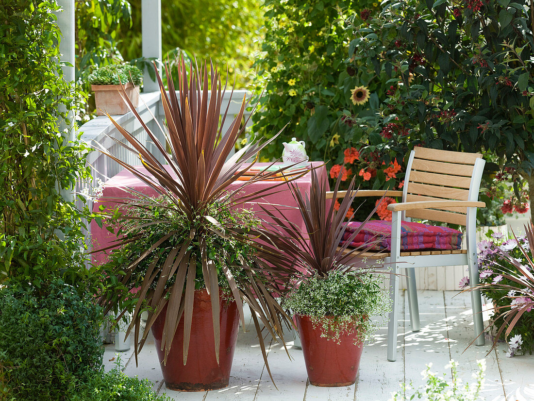 Cordyline australis 'Red Star' (club lilies) underplanted with Euphorbia