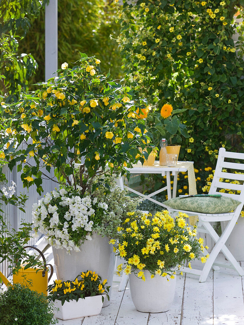 Yellow-white balcony with Abutilon (mallow), Petunia (petunia)