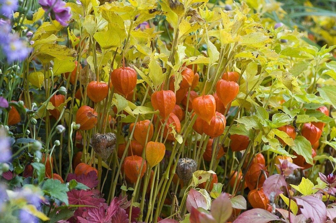 Physalis franchetii (Lampion flowers)