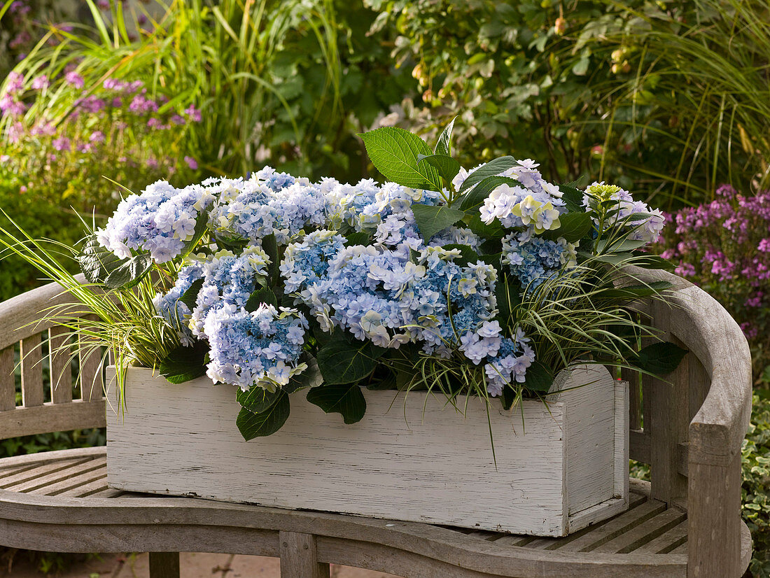 Hydrangea macrophylla 'Forever' (Double hydrangea)