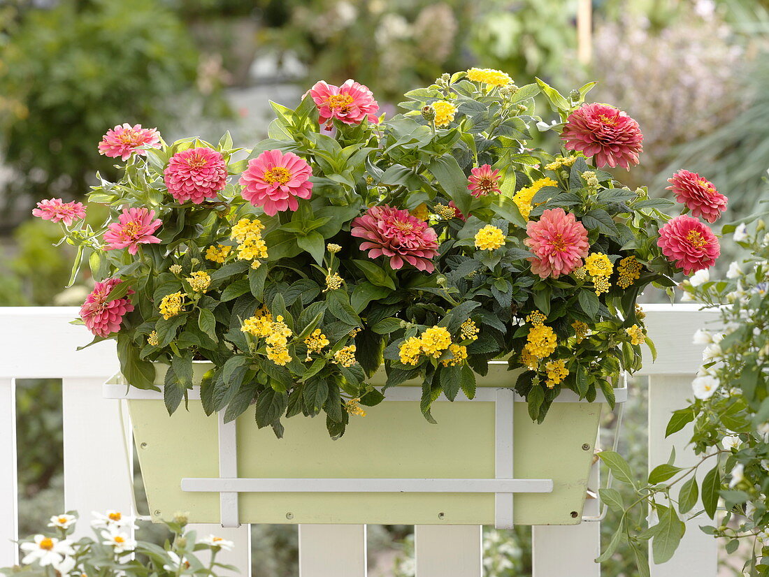 Late summer box with Zinnia (Zinnia), Lantana 'Yellow Mini'