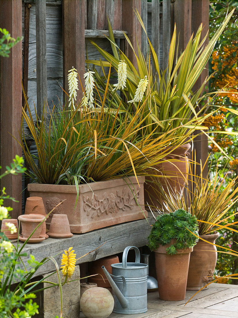 Kniphofia 'Little Maid' (Torch lily), Libertia 'Goldfinger' (Goldfinger)