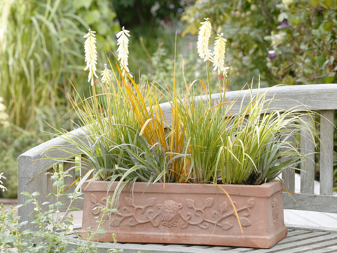 Kniphofia ' Little Maid ' (Fackellilie), Libertia 'Goldfinger'