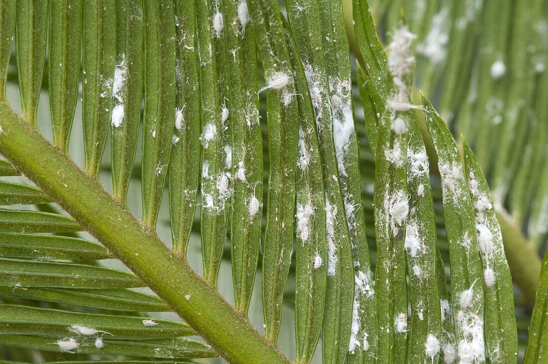 Pseudococcidae on Cycas revoluta