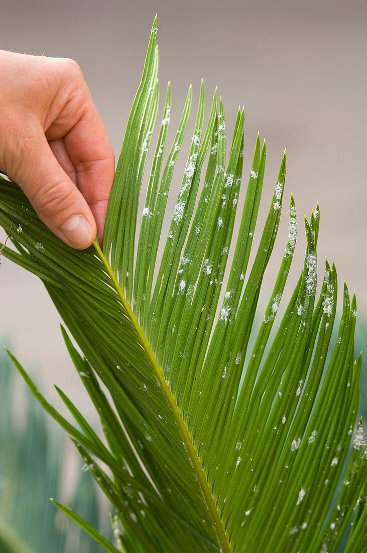 Pseudococcidae on Cycas revoluta