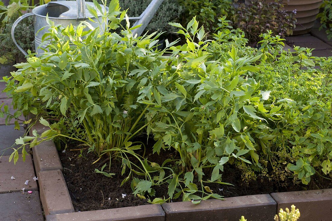 Herb bed with clinker border